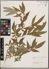 Foto von Salix excelsa S. G. Gmel.